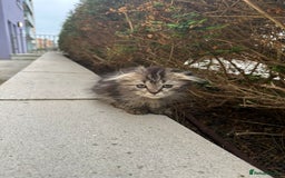 Scottish Fold cats for sale: Adorable Scottish fold kittens - Image 7