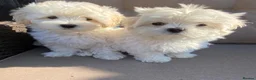 Maltipoo dogs for sale: 5⭐❗️READY NOW❗️⭐️TINY KOREAN MALTIPOO PUPPIES⭐️ - Advert 5