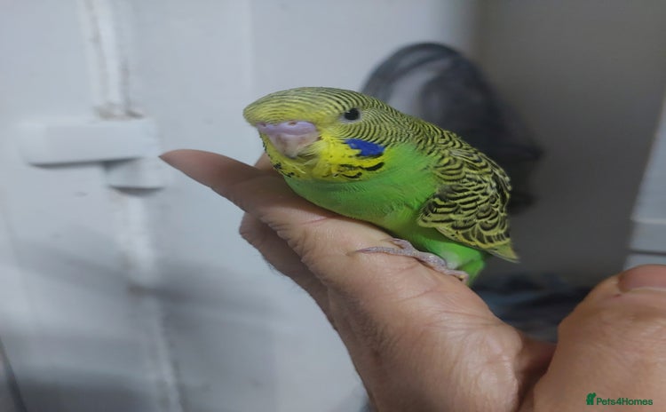 Budgerigars birds Hand reared super tame budgies chick - Advert 14
