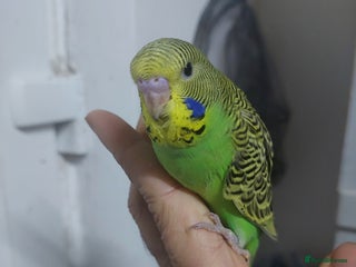 Budgerigars birds Hand reared super tame budgies chick - Advert 1