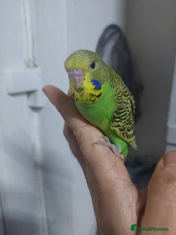 Budgerigars birds Hand reared super tame budgies chick - Advert 1
