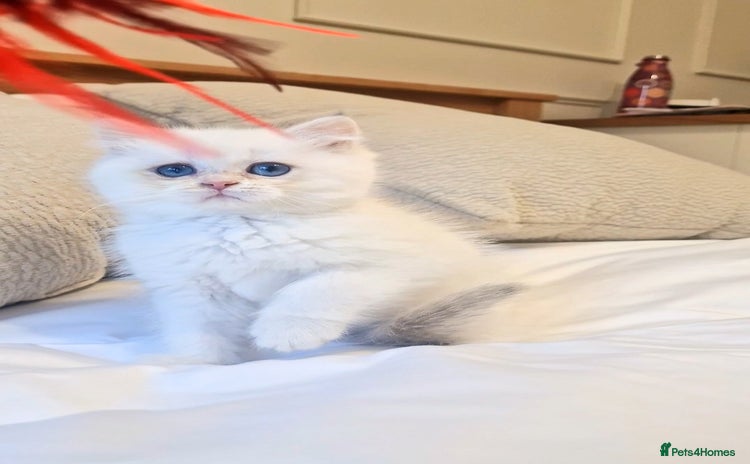 British Shorthair cats LAST KITTEN - Rare Golden Lilac Point BSH Girl - Advert 2