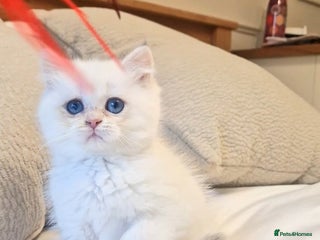 British Shorthair cats LAST KITTEN - Rare Golden Lilac Point BSH Girl - Advert 18