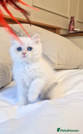 British Shorthair cats LAST KITTEN - Rare Golden Lilac Point BSH Girl - Advert 2