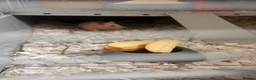 Hamster rodents for sale: Syrian hamster girl  - Advert 4