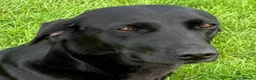 Labrador Retriever dogs for sale: Fully health tested parents, RKC Registered,  in Warwick - Advert 3
