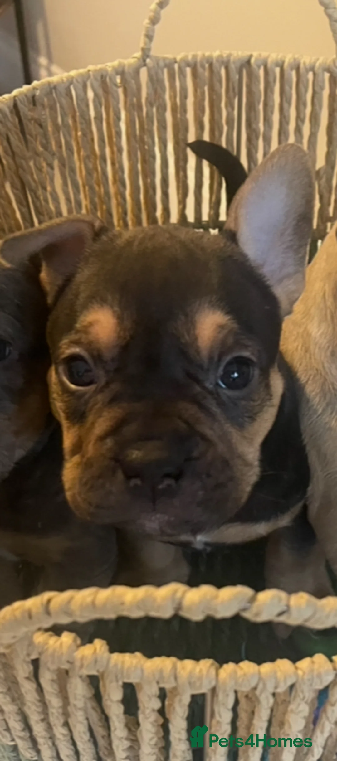 Mixed Breed dogs for sale: 6 weeks old and looking for their forever homes. - Advert 7