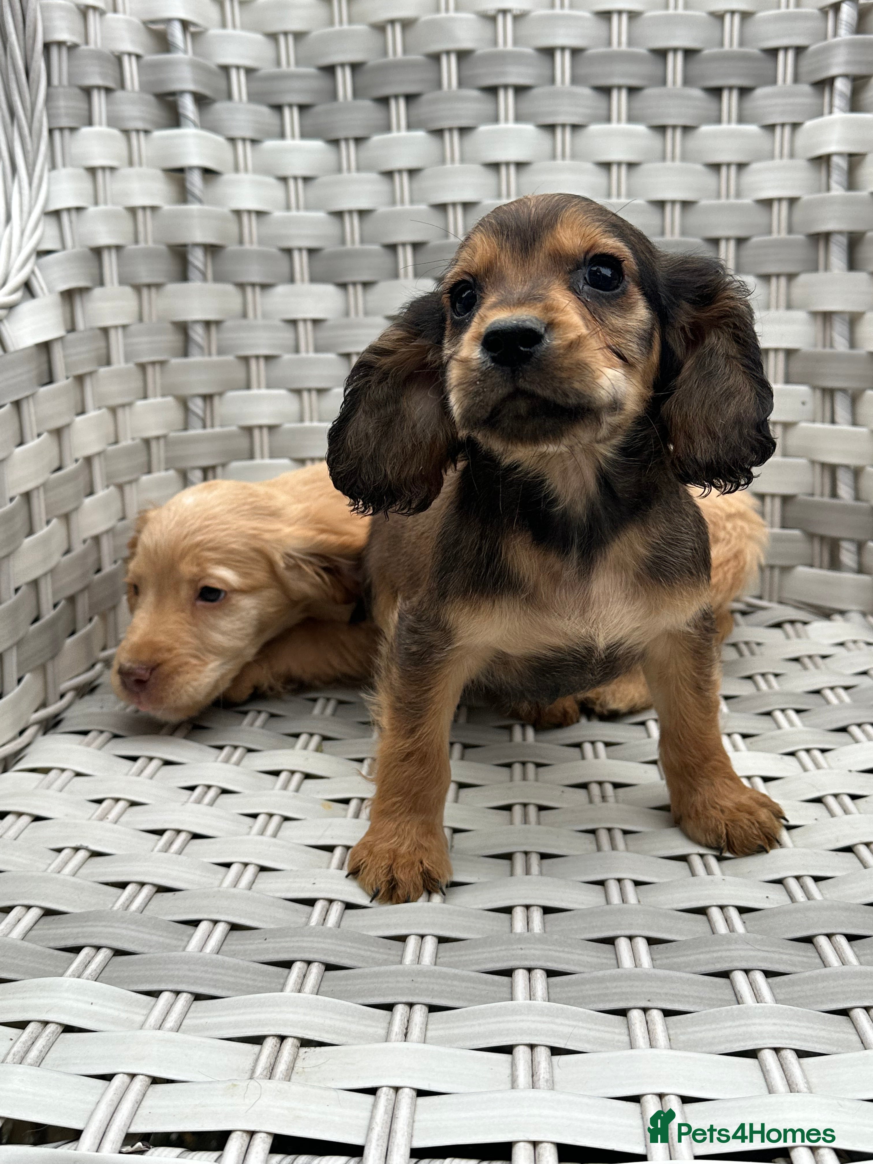 Cocker Spaniel dogs Cocker spaniels  - Advert 4