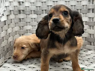 Cocker Spaniel dogs Cocker spaniels - Advert 4