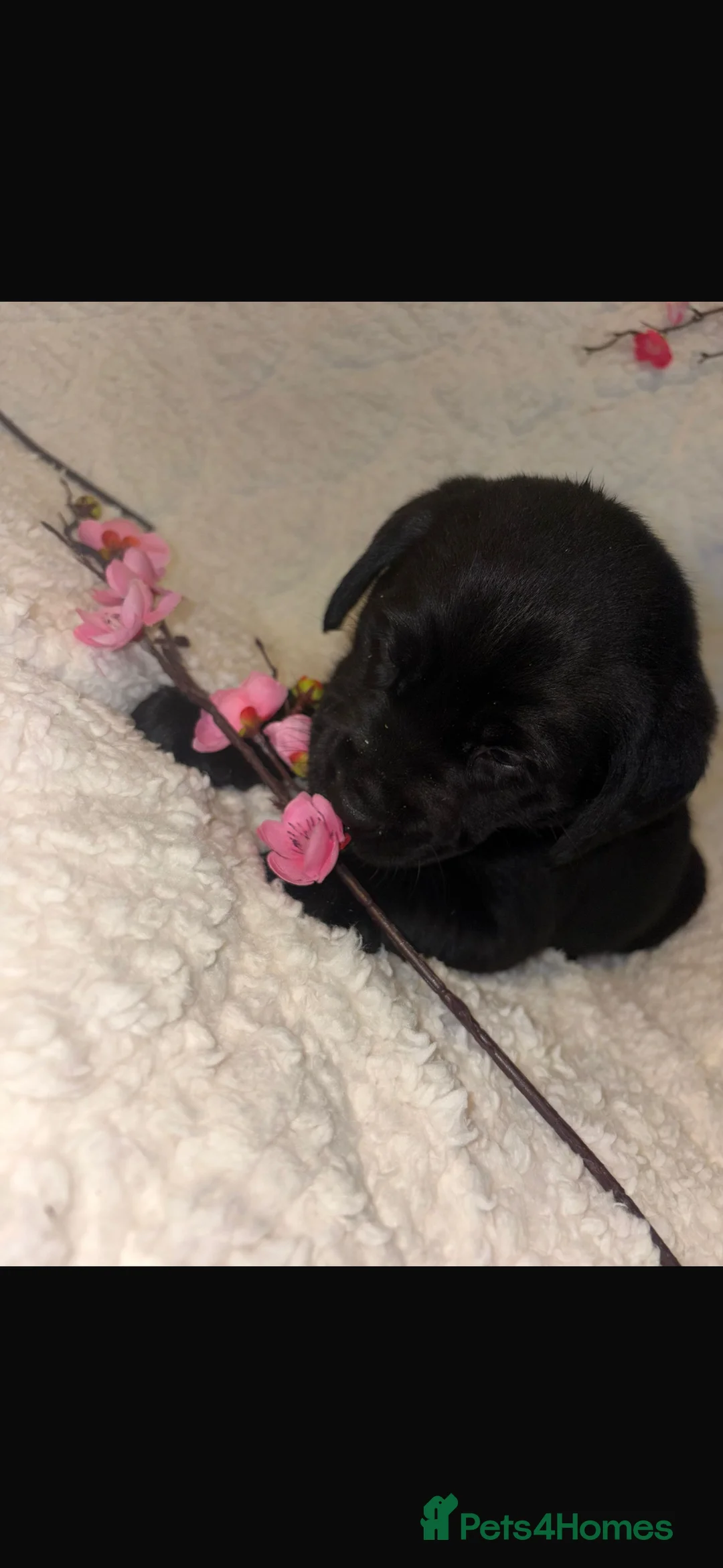 Labrador Retriever dogs for sale: Beautiful Labrador puppy’s  - Advert 2