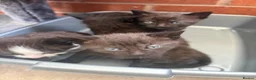 Maine Coon cats for sale: Maine coon mixed  - Advert 7
