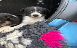 Border Collie dogs for sale: Wonderful black/white/tri border collie puppies  - Image 7