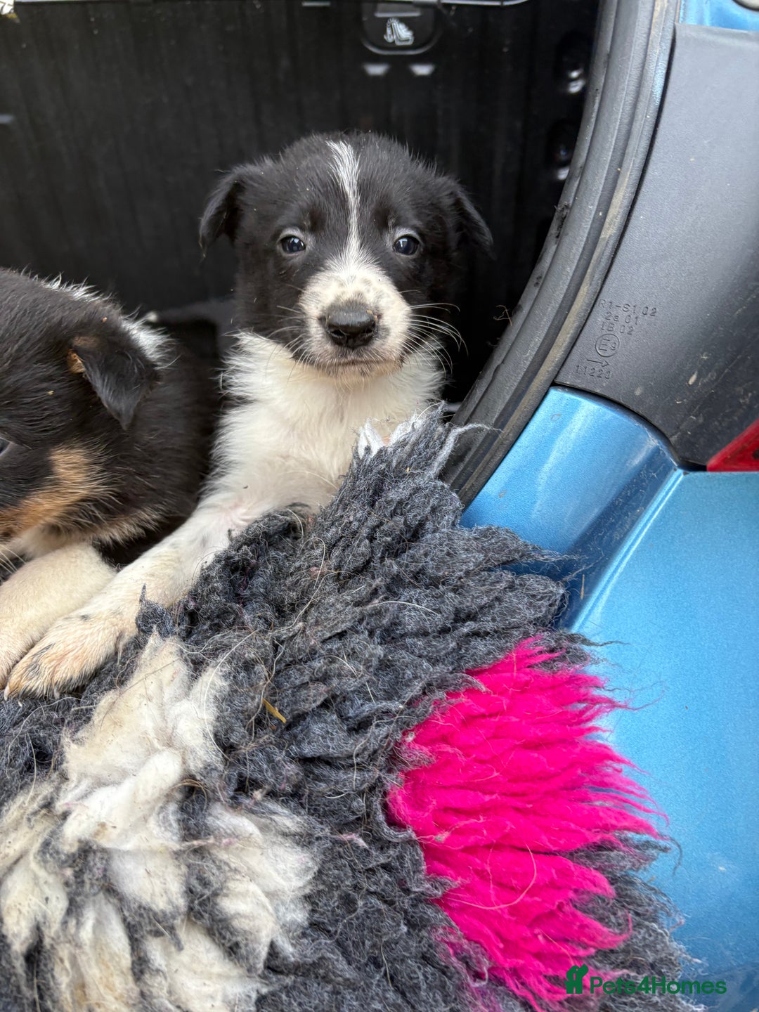 Border Collie dogs for sale: Wonderful black/white/tri border collie puppies  - Image 7