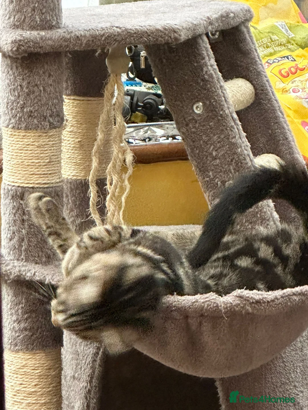 Mixed Breed cats for sale: Taby cat gor FREE  - Advert 11