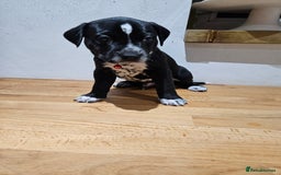 Mixed Breed dogs for sale: Litter of 7 dalmatian cross puppies - Image 14