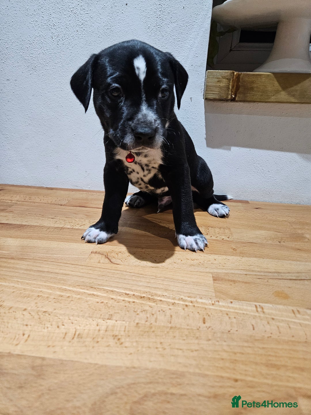 Mixed Breed dogs for sale: Litter of 7 dalmatian cross puppies - Image 14