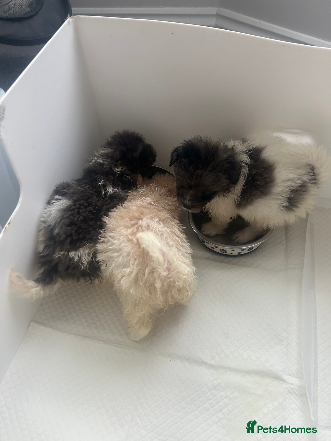 Mixed Breed dogs for sale: Beautiful Pomachons  - Image 3