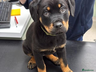 Rottweiler dogs - Advert 17