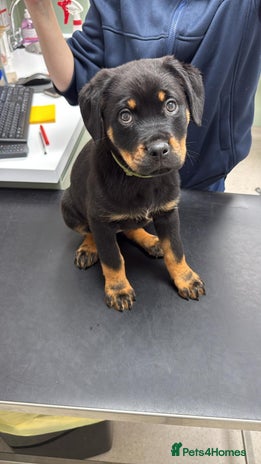 Rottweiler dogs - Advert 1