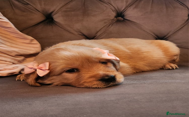 Golden Retriever dogs - Advert 9
