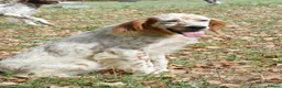 English Setter dogs for adoption: Zur   in Alfreton - Advert 5