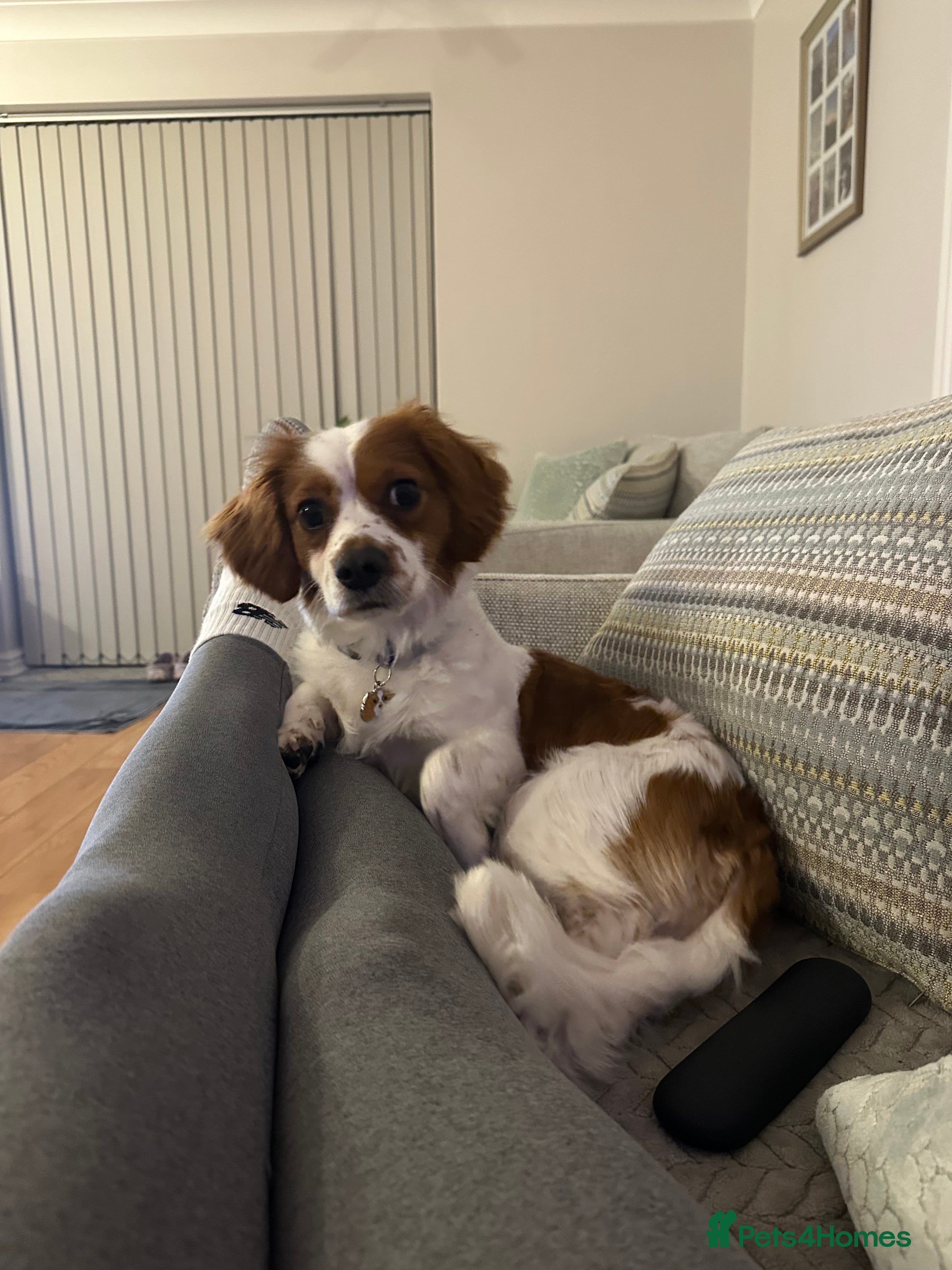 Cavachon dogs 14 month old Cavachon - Advert 1