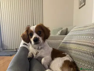 Cavachon dogs 14 month old Cavachon - Advert 1