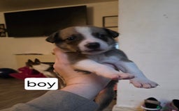 Mixed Breed dogs for sale: Beautiful collie x kelpie puppies  - Image 6