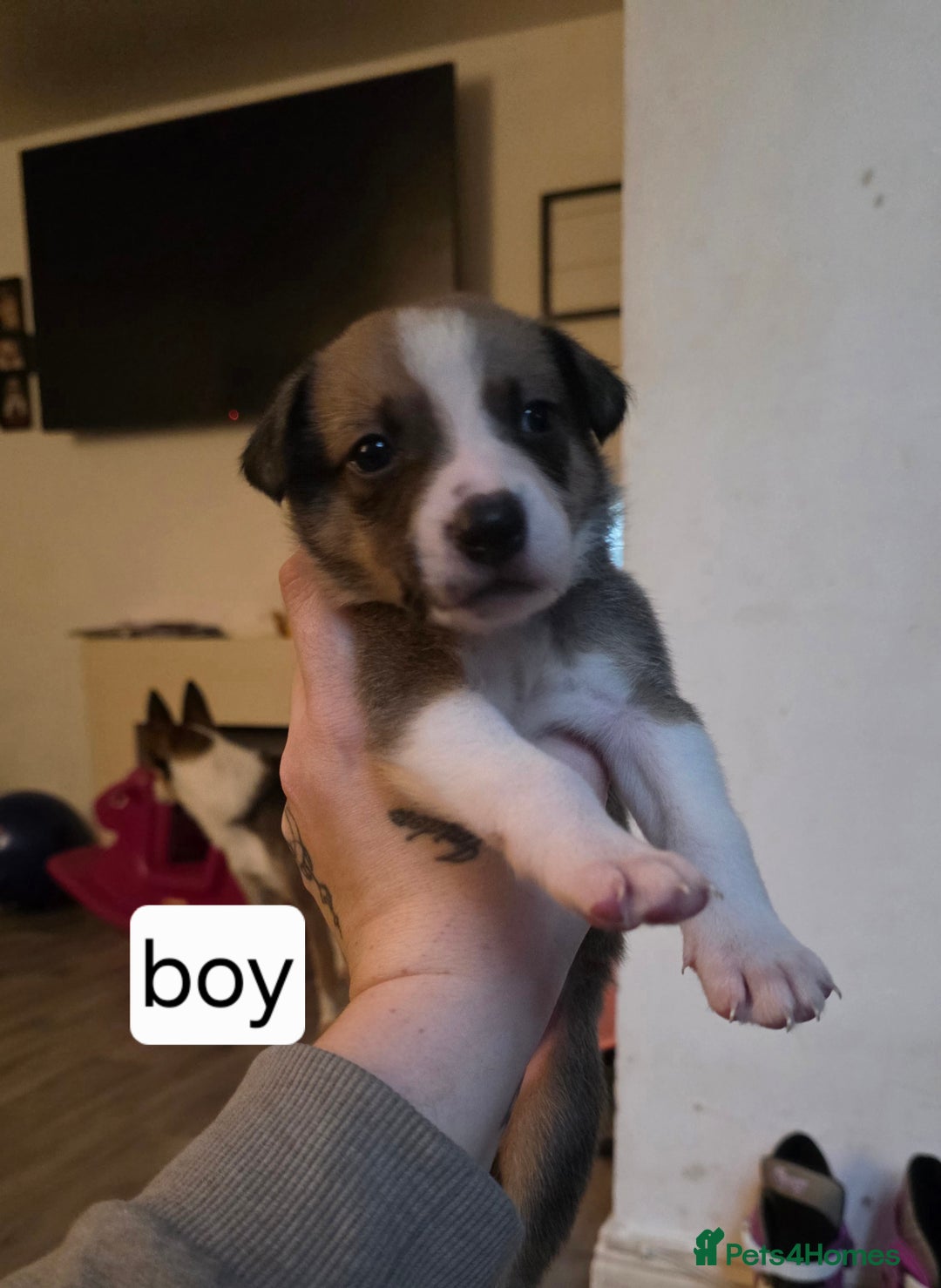 Mixed Breed dogs for sale: Beautiful collie x kelpie puppies  - Image 6