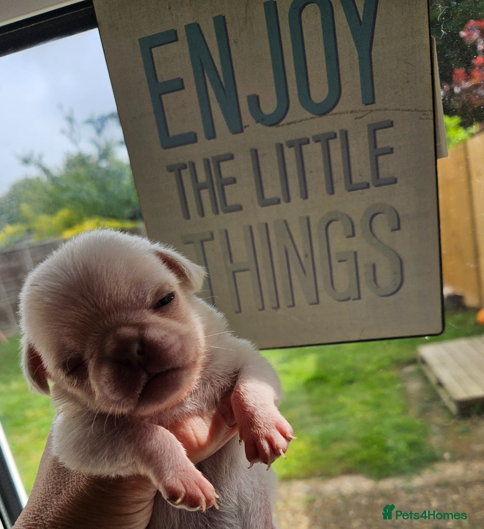 Pug dogs Reduced!!!Stunning colourful litter of pugs - Advert 13