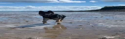 Mixed Breed dogs for sale: King (German shepherd cross Alaskan malamute) in Edinburgh - Advert 15
