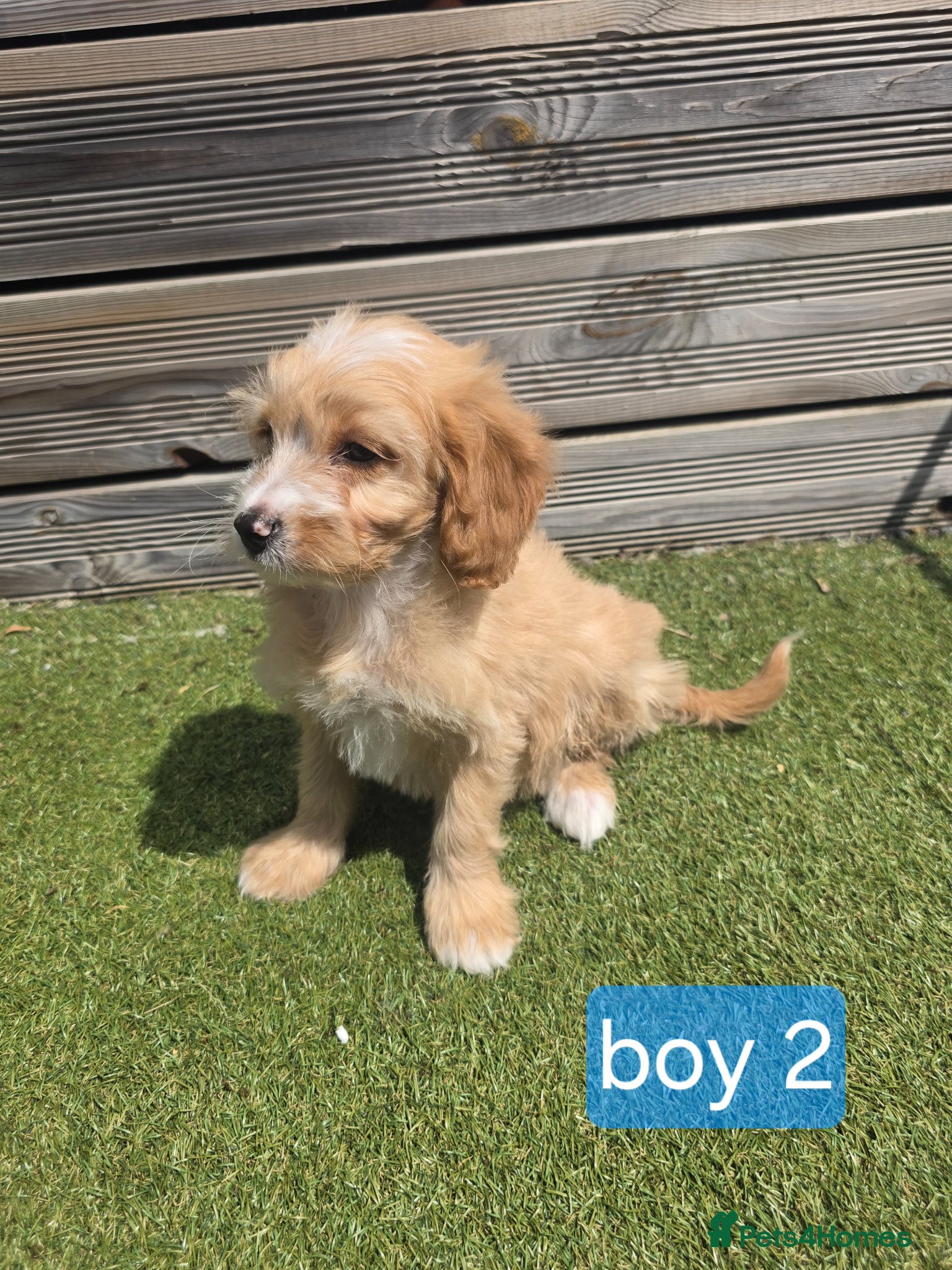 Cockapoo dogs Adorable F1 Cockapoo pups ♥️🐕🐾 - Advert 1