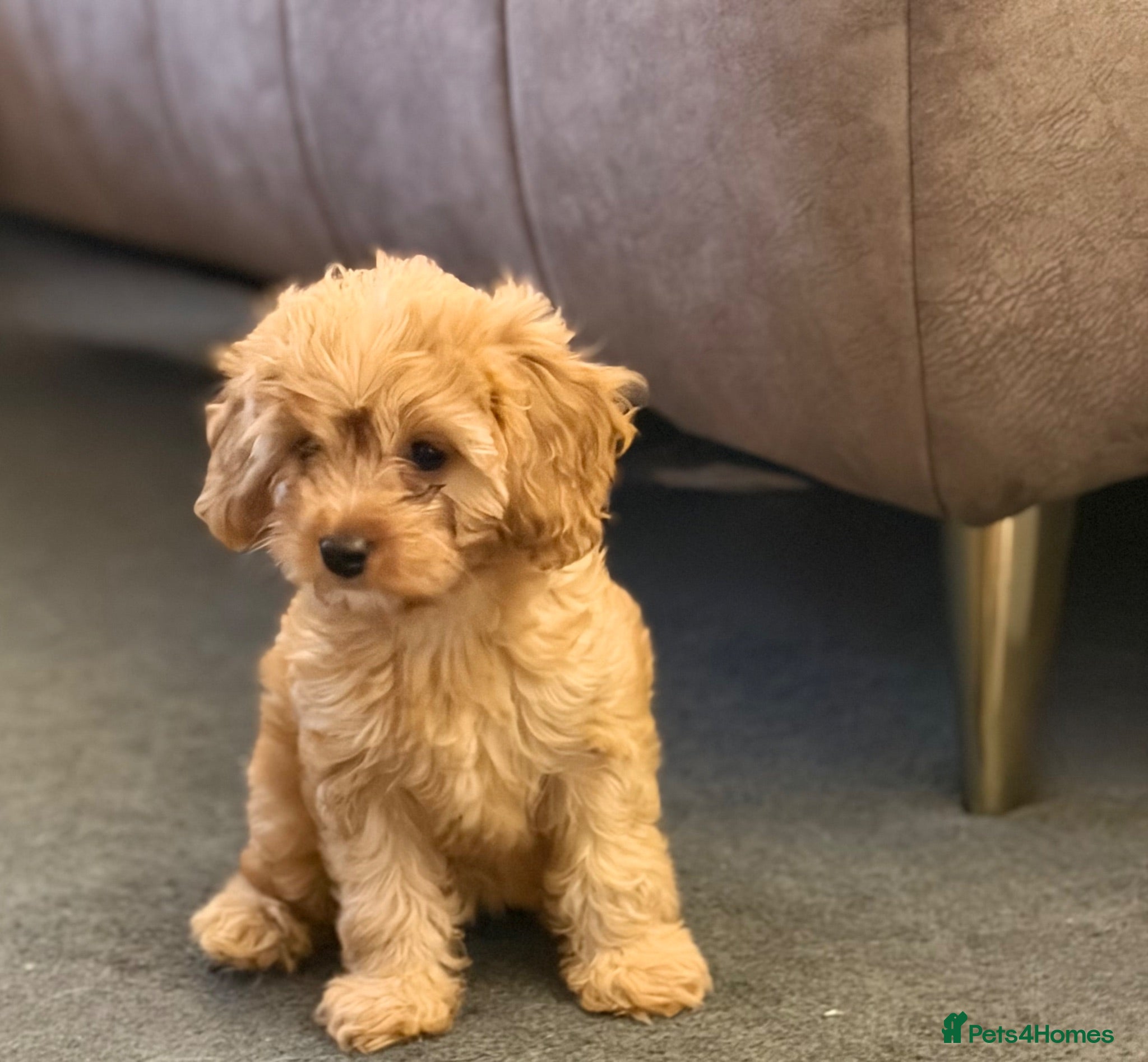 Cavapoo dogs REDUCED Fox red cavapoo cuties last GIRL - Advert 2