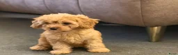 Cavapoo dogs for sale: Fox red cavapoo cuties  in Dartford - Advert 7