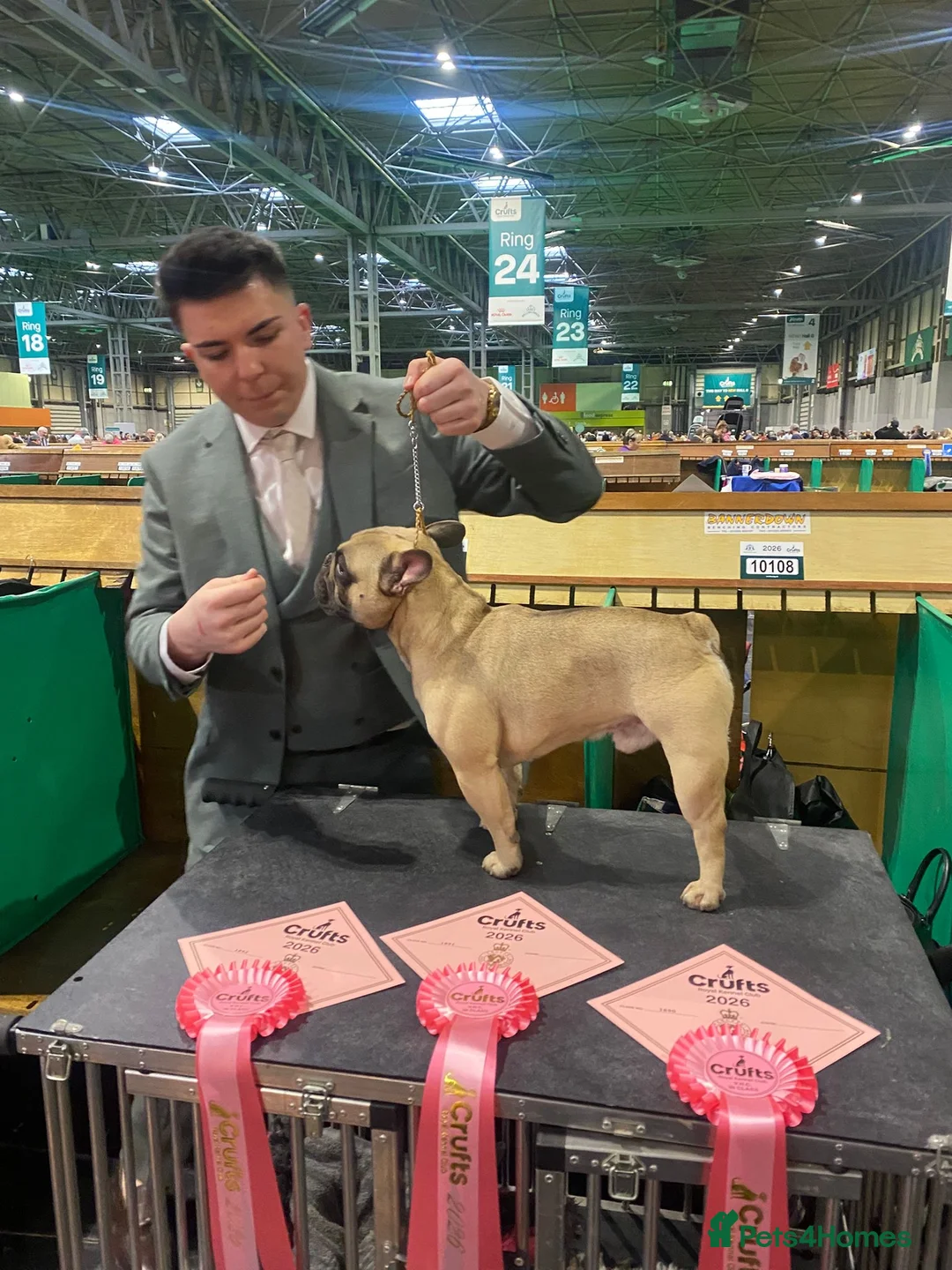 French Bulldog dogs for stud: Championship Lines French Bulldog For Stud in Holywell - Advert 2