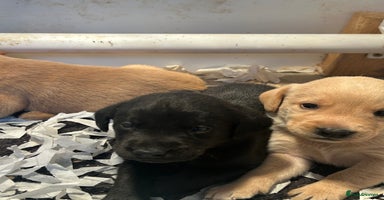 Labrador Retriever dogs - Advert 2
