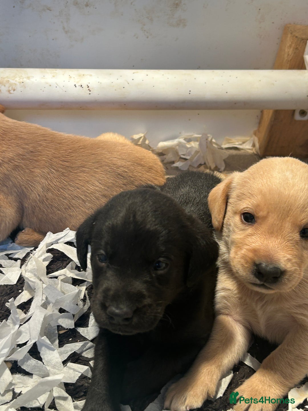 Labrador Retriever dogs for sale: 5⭐️kc reg Labrador puppies⭐️ - Image 2