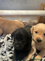 Labrador Retriever dogs - Advert 15