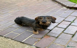 Miniature Dachshund dogs for stud: Looking for wife! Mini Wirehaired Dachshund - Image 9