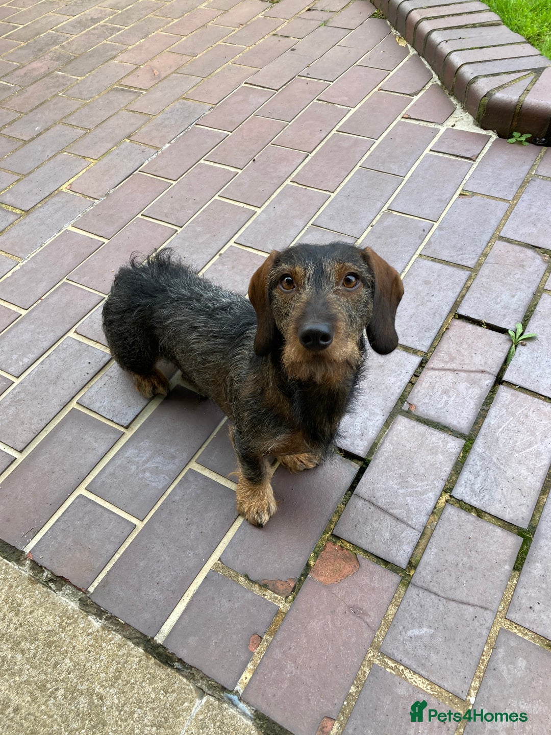 Miniature Dachshund dogs for stud: Looking for wife! Mini Wirehaired Dachshund - Image 9