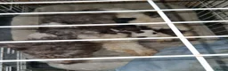 Cockapoo dogs for sale: Cockapoo pups - Advert 38