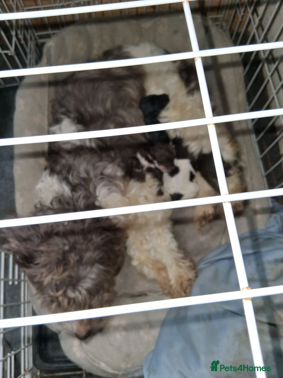Cockapoo dogs for sale: Cockapoo pups - Advert 38