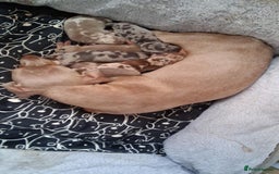 Dachshund dogs for sale: Kc reg miniature dachshund puppies - Image 8