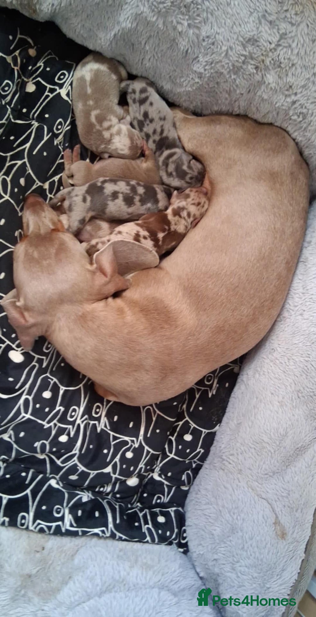 Dachshund dogs for sale: Kc reg miniature dachshund puppies - Image 8