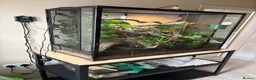 Chameleon reptiles for sale: Panther Chameleon and set up - Advert 5