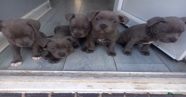 Staffordshire Bull Terrier dogs in Coventry - Advert 4