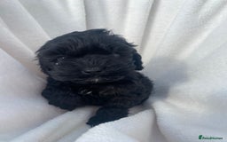 Cockapoo dogs for sale: American cockapoos rare green eyes phantoms - Image 11