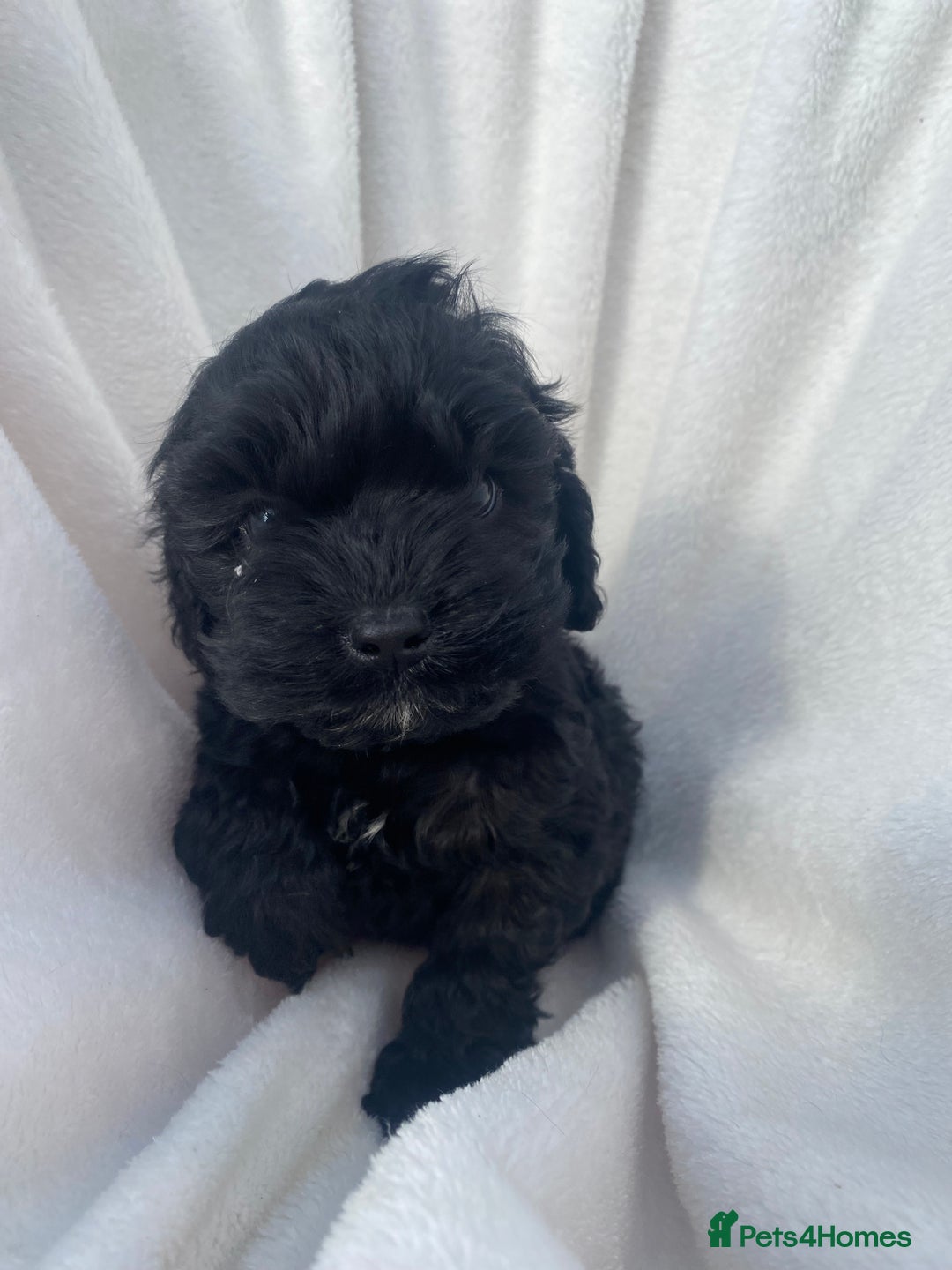 Cockapoo dogs for sale: American cockapoos rare green eyes phantoms - Image 11