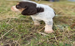 Cocker Spaniel dogs for sale: Extensively Health Tested KC Registered  - Image 9