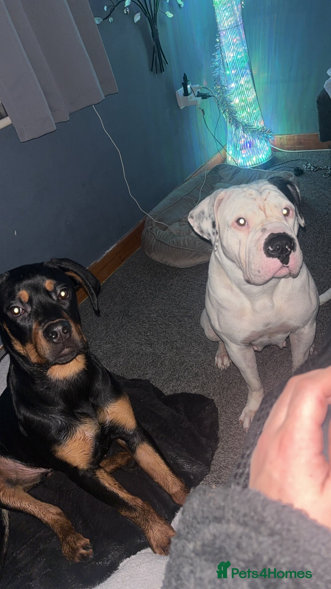 Mixed Breed dogs for sale: Cane corso x rotti - Advert 3